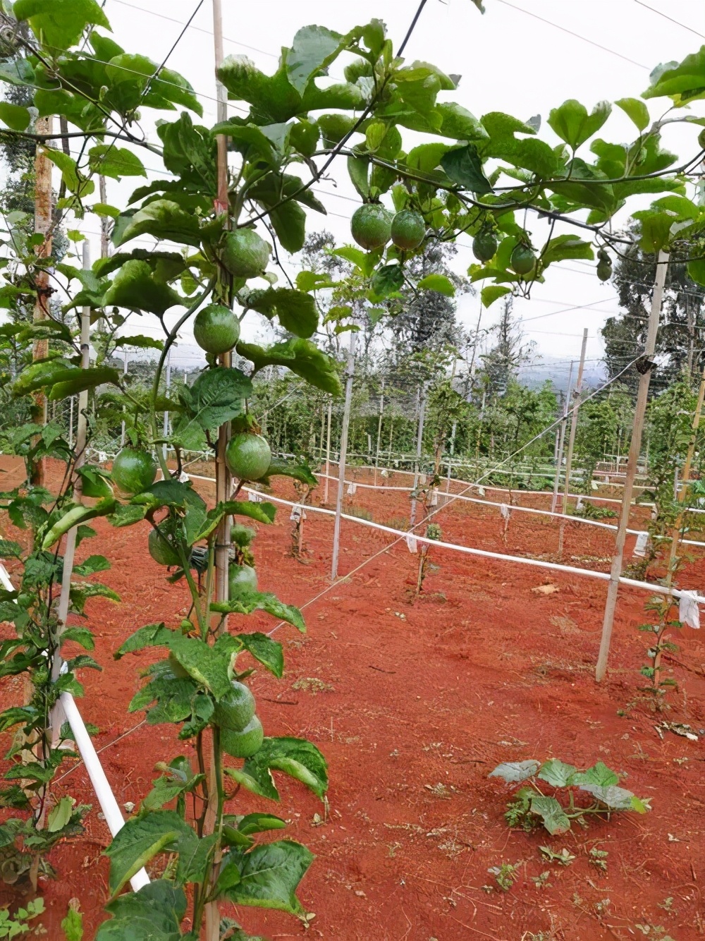 百香果容易得什么病害,百香果容易坏怎么办