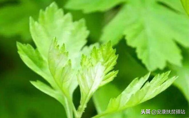 艾叶是野生的好还是种植的好,种植艾叶种子需要在几月种