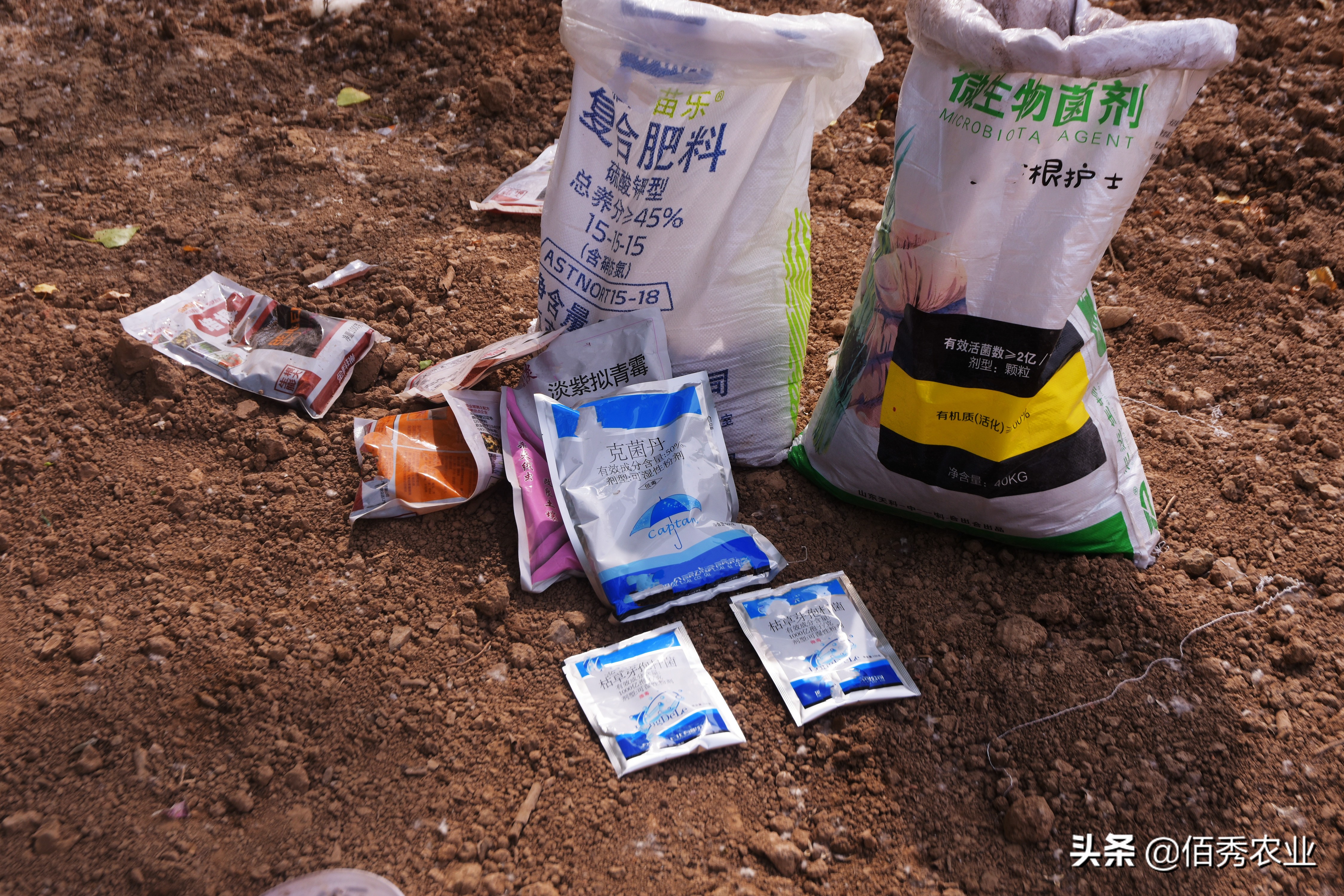 怎样种植大蒜快速出苗,怎样使大蒜种植高产