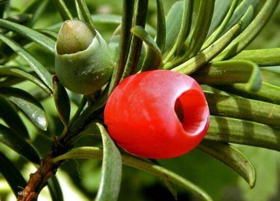 红豆杉掉果是怎么回事,红豆杉掉花苞怎么回事啊