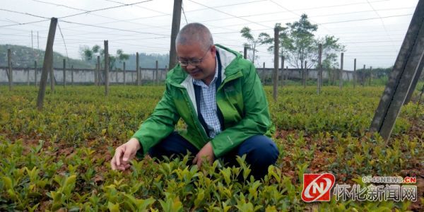 村头条·星发现｜“财神爷”向纪华发展油茶产业带富数千村民