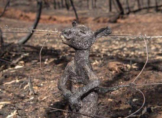 澳大利亚森林大火鸭嘴兽灭绝了吗,澳大利亚鸭嘴兽面临灭绝新闻