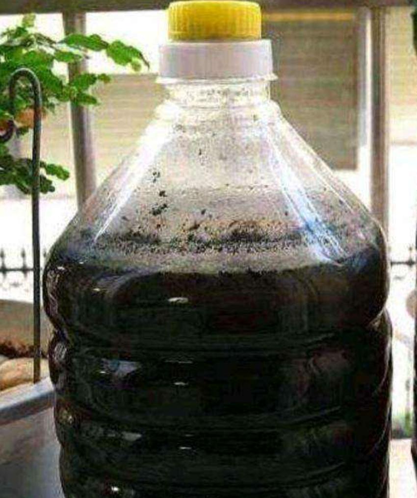 栀子花黄叶的几种原因和图片分享,栀子花各种黄叶原因及图解图片