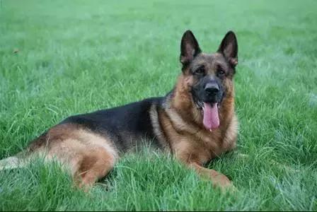 身价最高的狗,身价20亿的狗