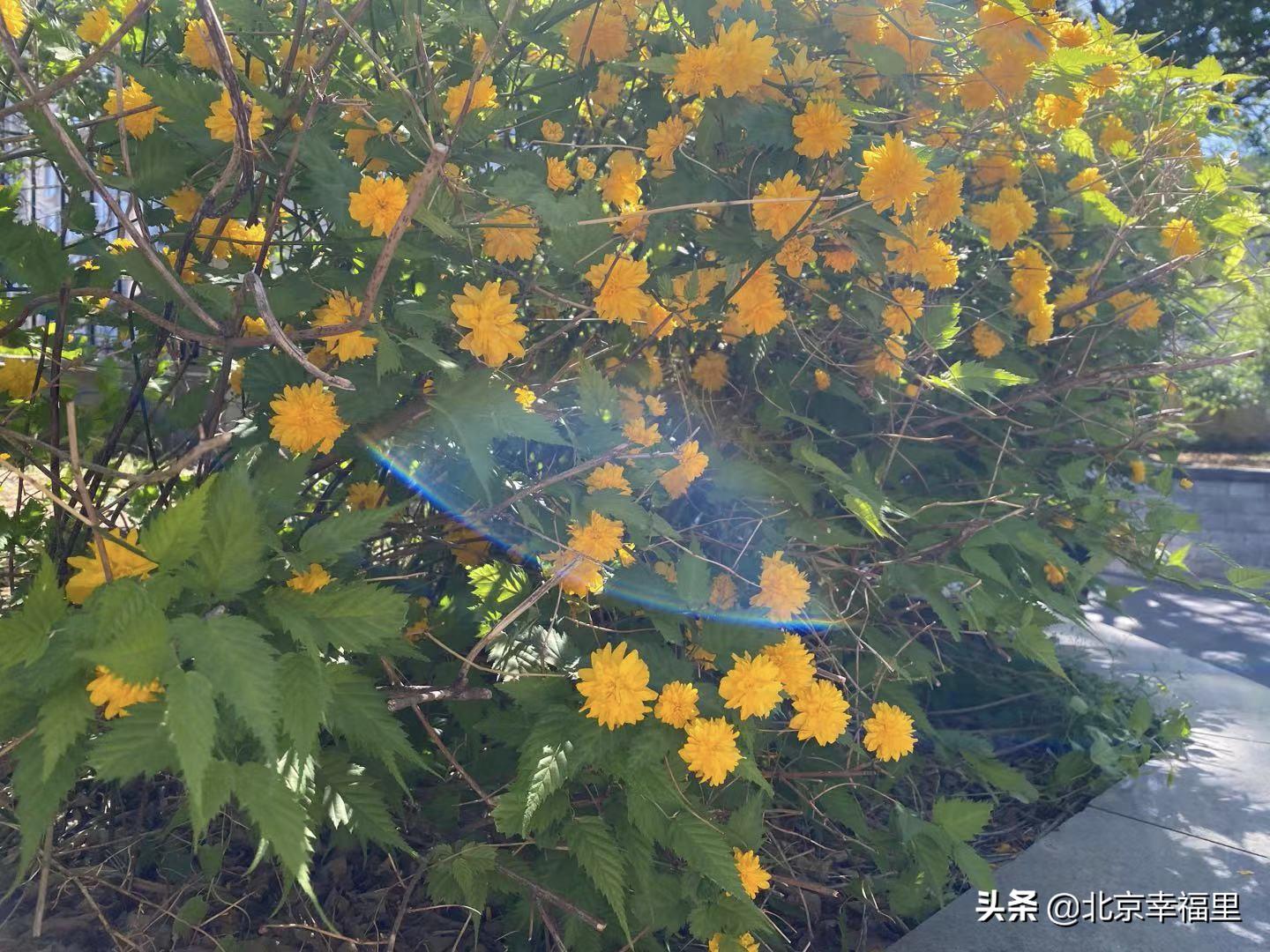 魏公村地铁站南次新楼盘 (魏公村北区房子值得买吗)