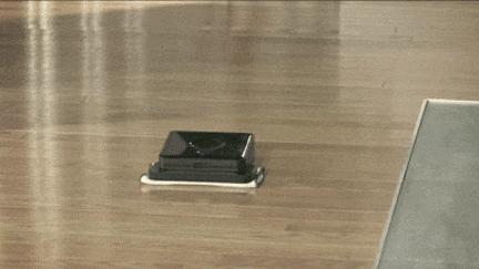 行走的蒲公英猫咪照片,行走的蒲公英猫品种