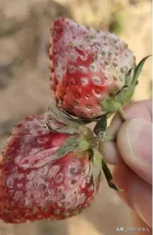 草莓白粉严重怎么治,草莓黑心病防治