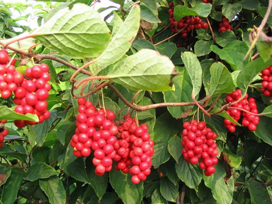 百种味道的果子,四季百种果子图片