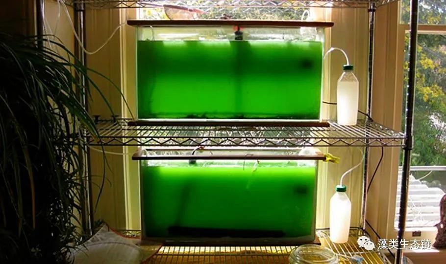 在家里种植植物,在家里种植蔬菜