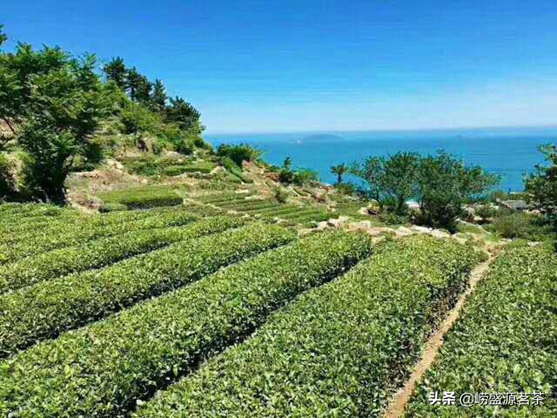 优质崂山绿茶特点,最好的崂山绿茶推荐品种