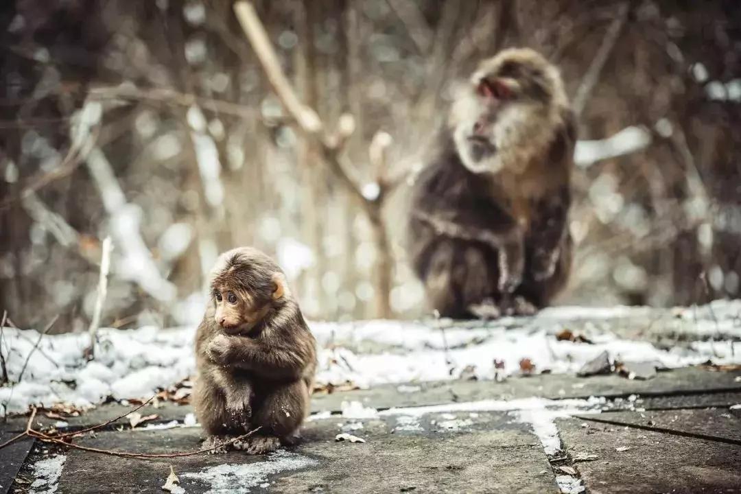 循着雪的方向，喇叭河颜值不输北欧，耍法多到让人尖叫