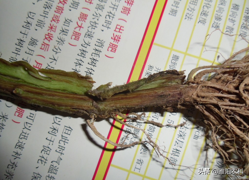 枯萎病拿什么药来治疗,一招解决枯萎病