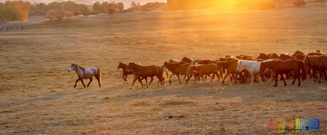 一到秋天，这里就美成了金色天堂！全世界独一份！