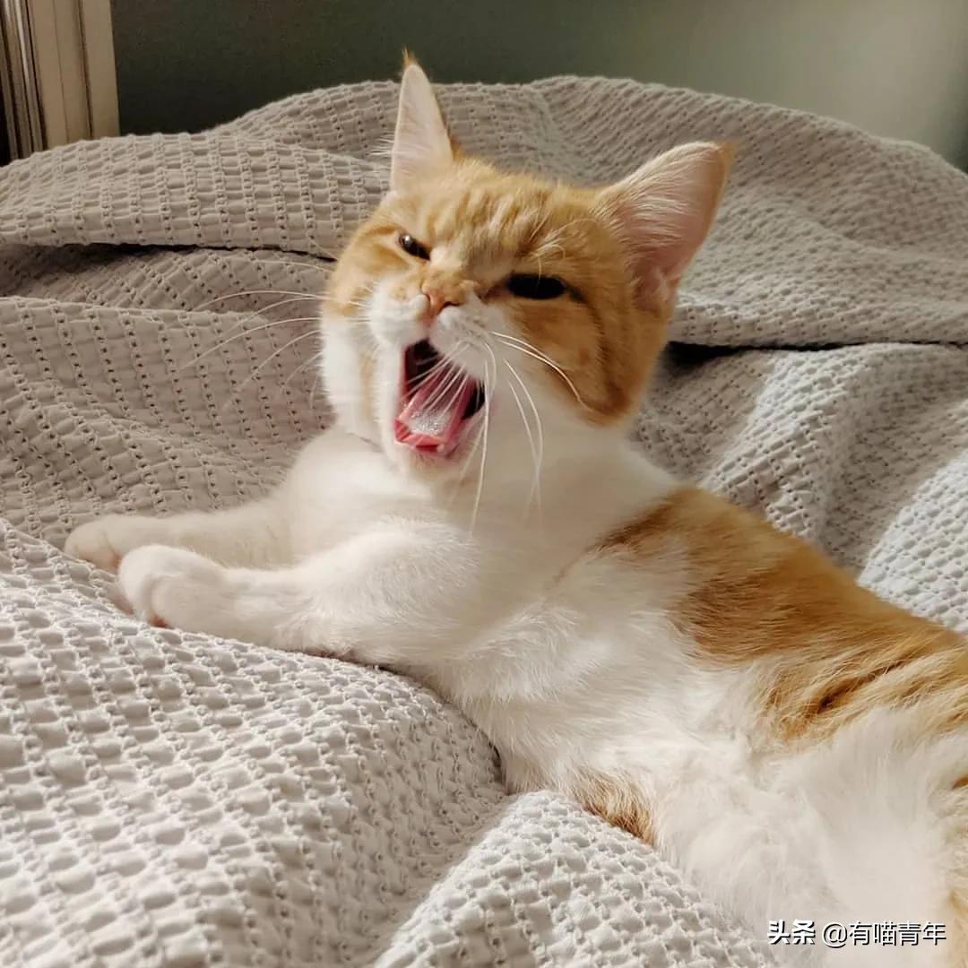 最可怕的5种猫,盘点很可怕的几种猫