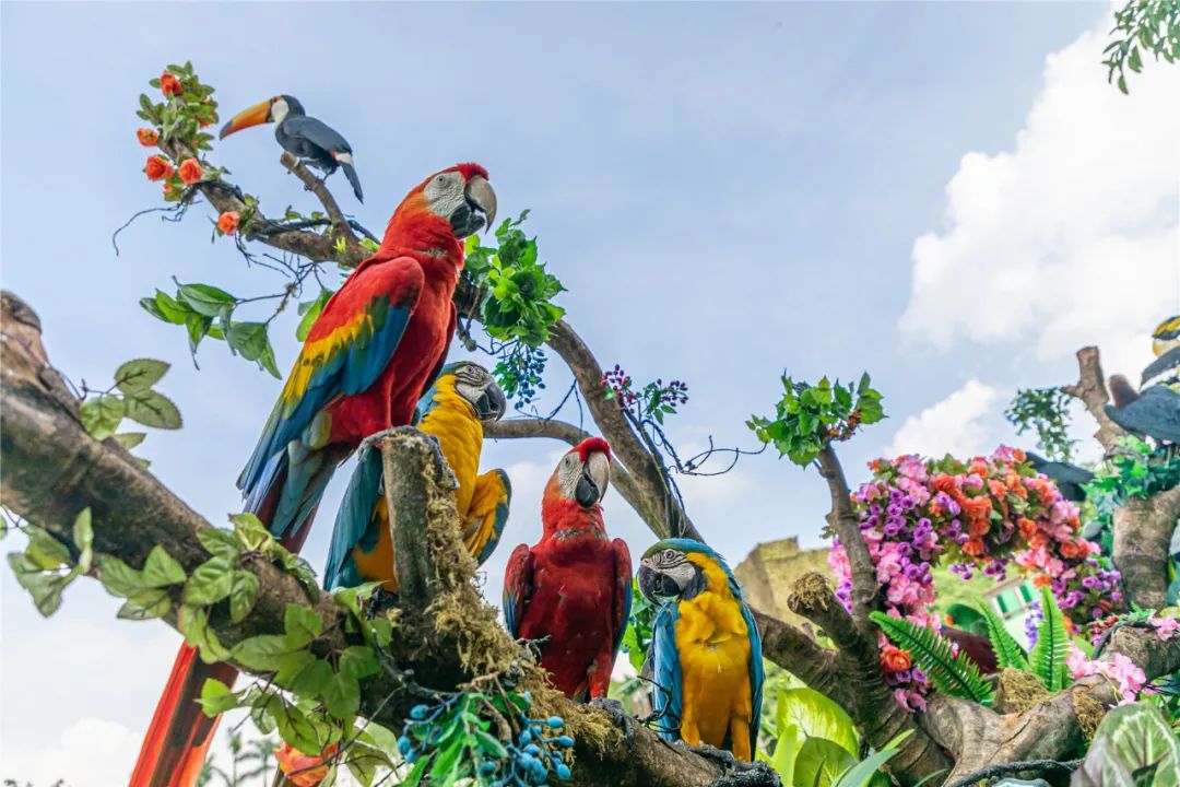 广州长隆野生动物世界附近的酒店,广州长隆酒店福利待遇