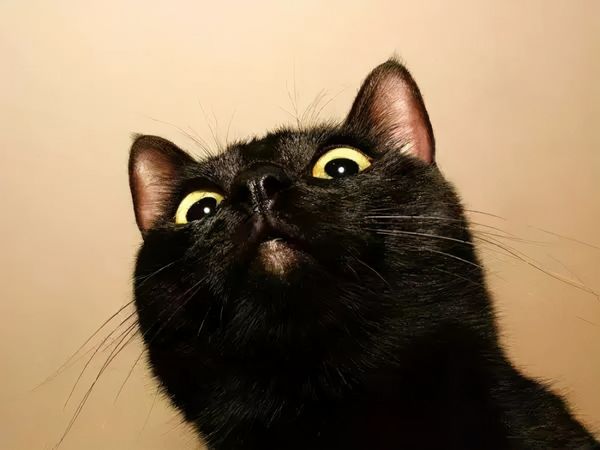 谁说黑猫不能带来好运,为什么都说黑猫不吉利