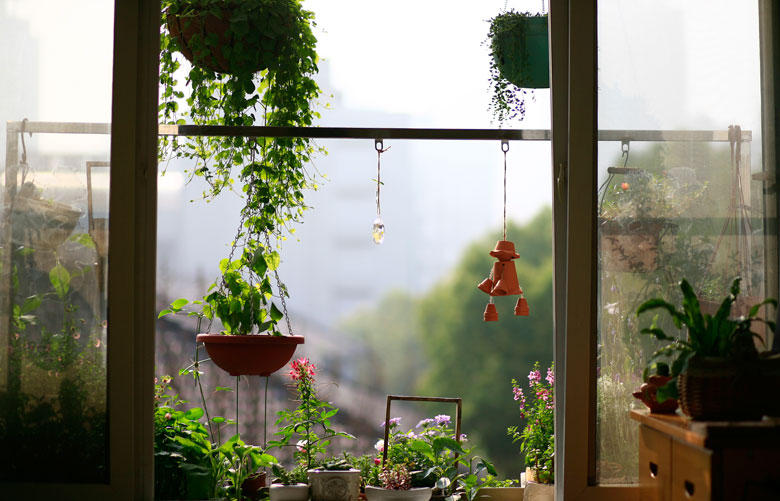 了不起的农耕——冬至富有生活意味的阳台种植