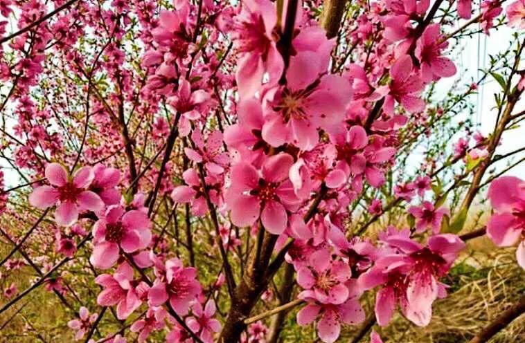 植物百科,植物百科视频