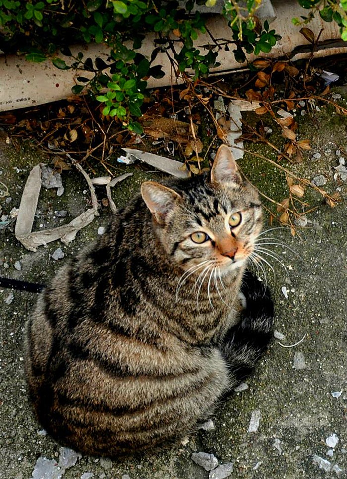 临清狮子猫和长毛狸花猫,临清狮子猫配狸花猫