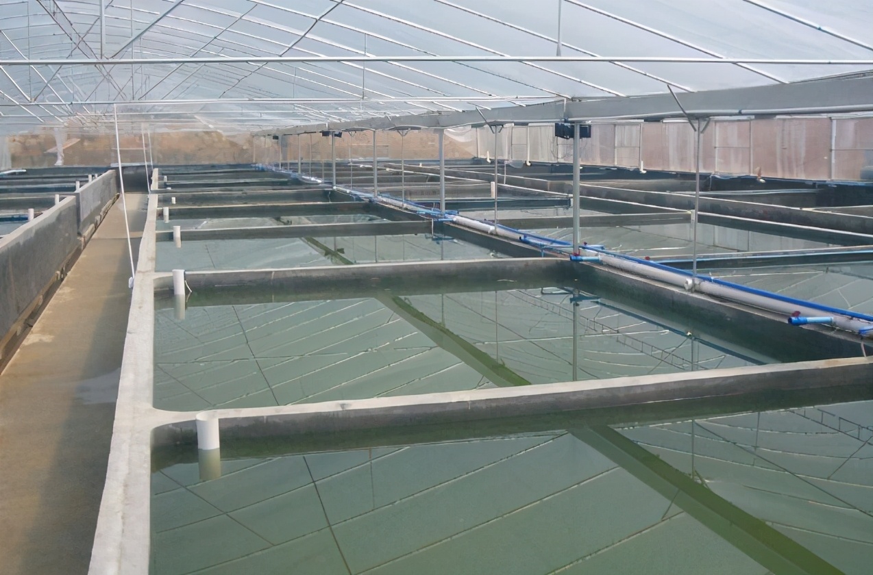 鳗鱼禁捕,鳗鱼繁殖之谜至今无法破解