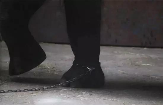 长沙动物园大象踩死驯兽员后续,驯养员被大象踩死背后残酷真相