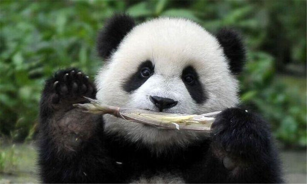 竹子开花立马搬家有这个说法吗,竹子开花马上搬家的说法