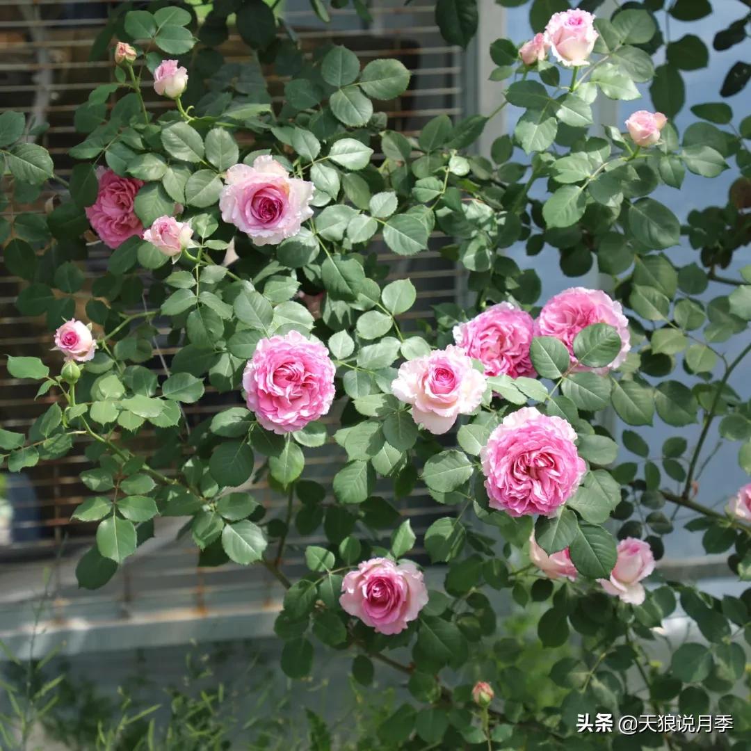 不容易，天狼自育终于打折了！空蒙只要50不到！