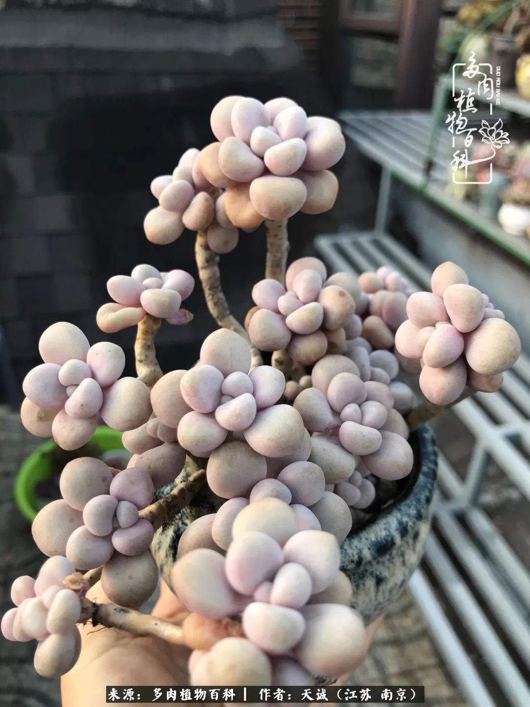 鍙拱瀵圭殑涓嶄拱璐电殑灏忔牱,鍙拱瀵圭殑涓嶄拱璐电殑鍥剧墖灞曠ず