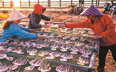 东山岛淡晒墨鱼干,海南特产淡晒墨鱼干