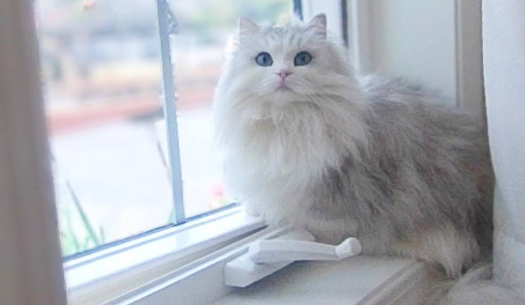 跟小猫玩逗猫棒的技巧,和猫玩逗猫棒玩多久