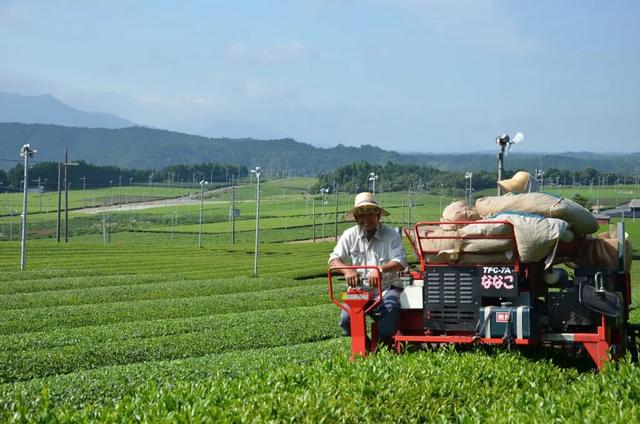 日本名茶,土山茶在福建叫什么茶