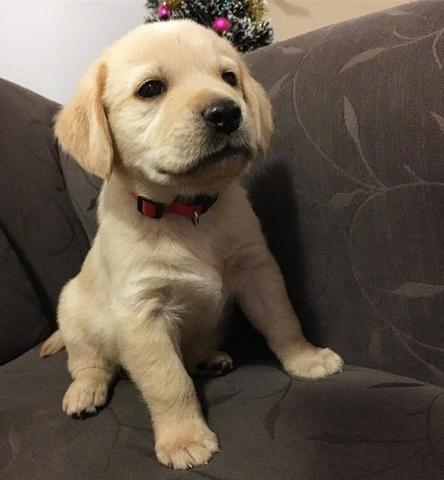 宠物狗绝育需要注意什么,宠物狗需要绝育吗