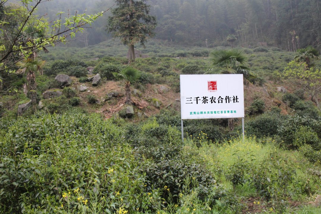 中国茶叶批发市场有哪些,全国最大最全茶叶批发市场