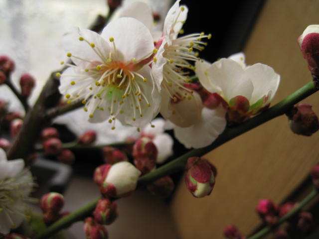 水梅花常见病虫害的防治,梅花病害主要内容