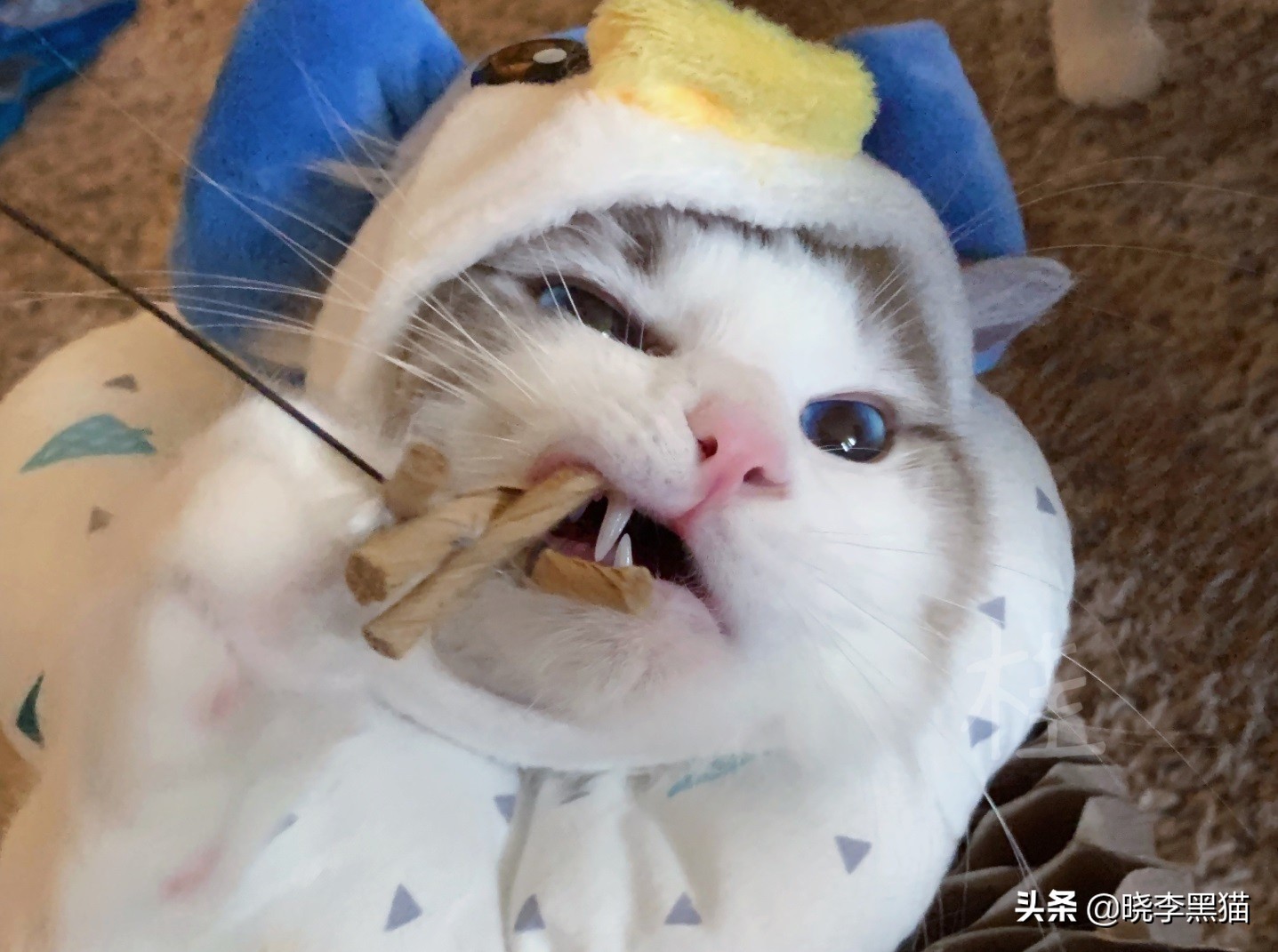 猫咪绝育手术之后怎么护理,猫咪绝育手术后怎么护理