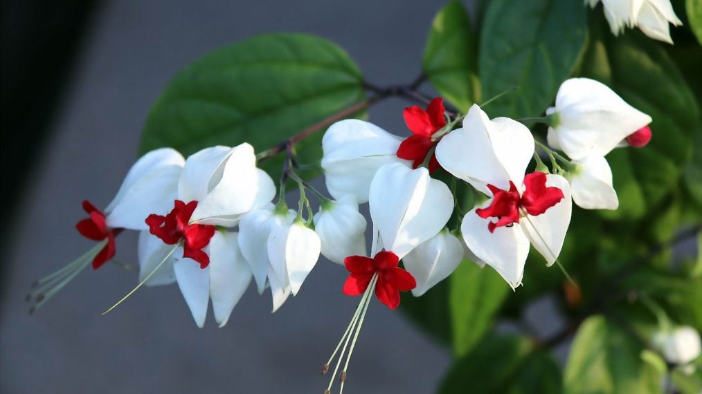 龙吐珠变软了怎么补救,龙吐珠几天浇一次水是最好的