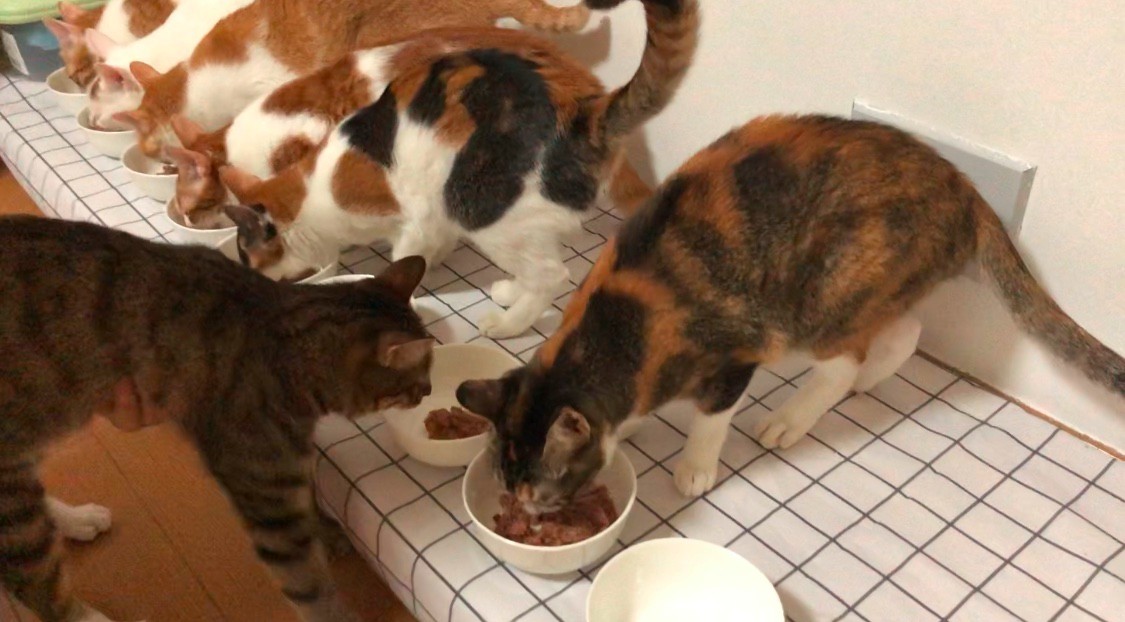 养过猫的房子味道大怎么去除味道,被子上猫的味道怎么去除