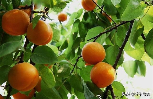 美文合欢树,散文合欢树