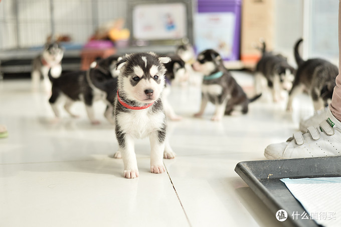 一次创世纪的生活体验—记哈士奇当妈妈