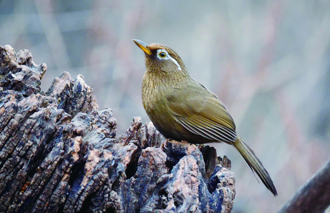画眉鸟叫声沙哑能不能养,画眉鸟不唱大叫