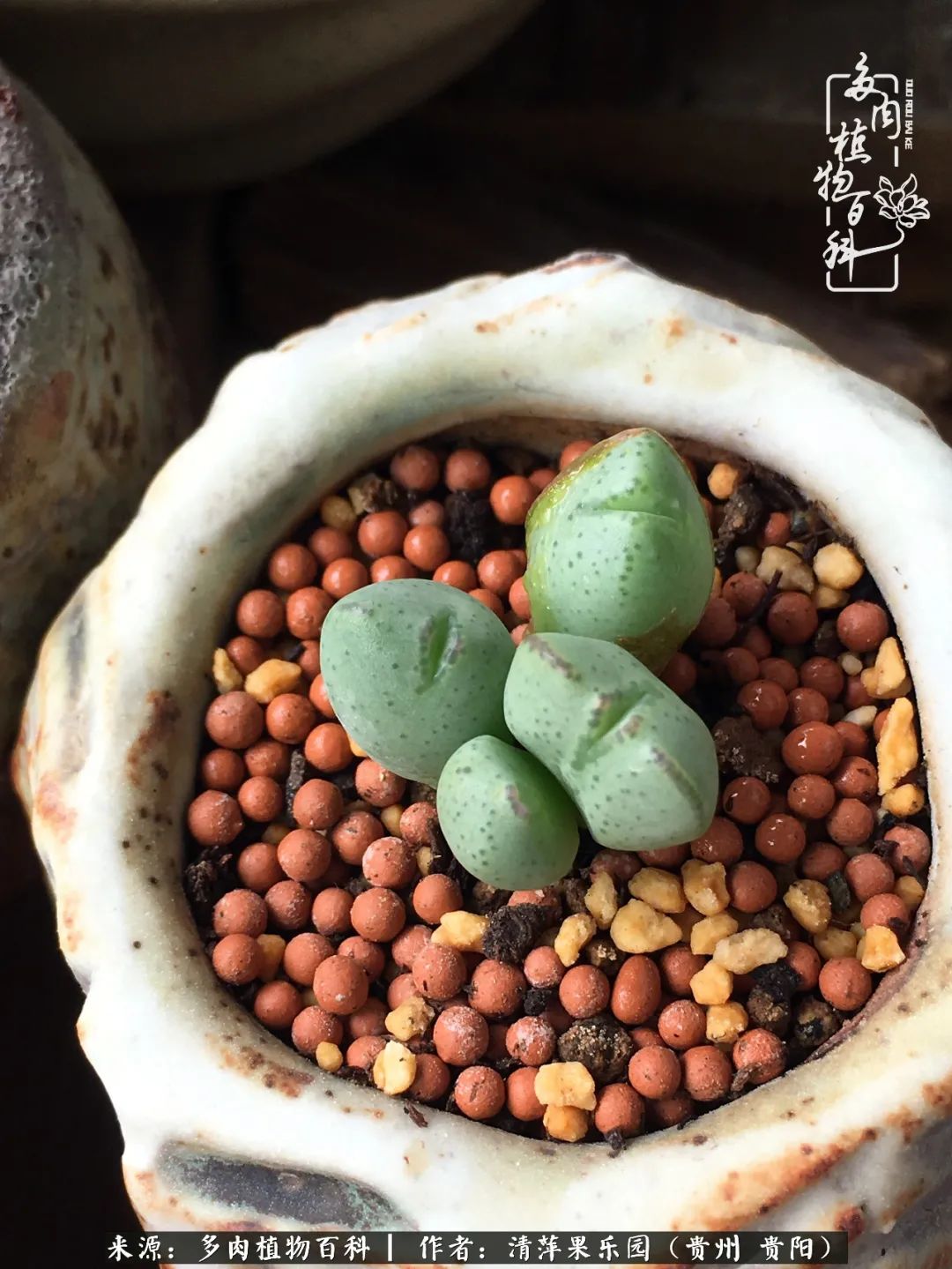 生石花庭院,晶莹剔透的生石花