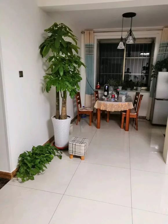 发财树和绿萝哪个好养活,发财树春天掉叶子挽救方法