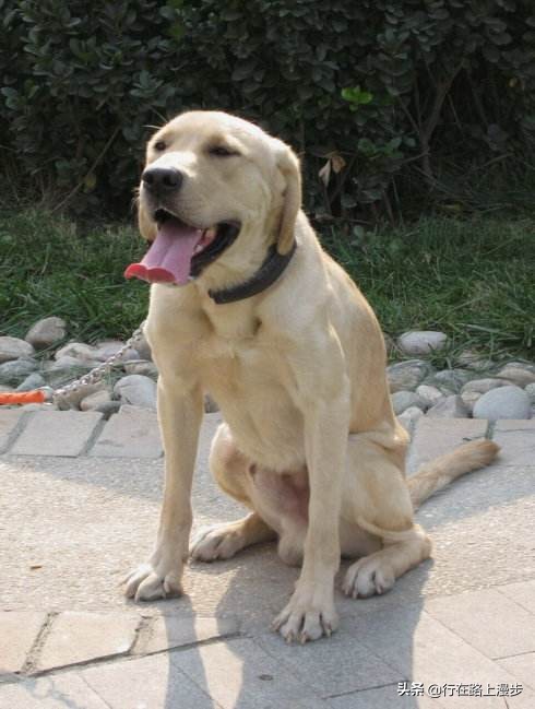 空囊是什么原因造成,空窝是什么意思