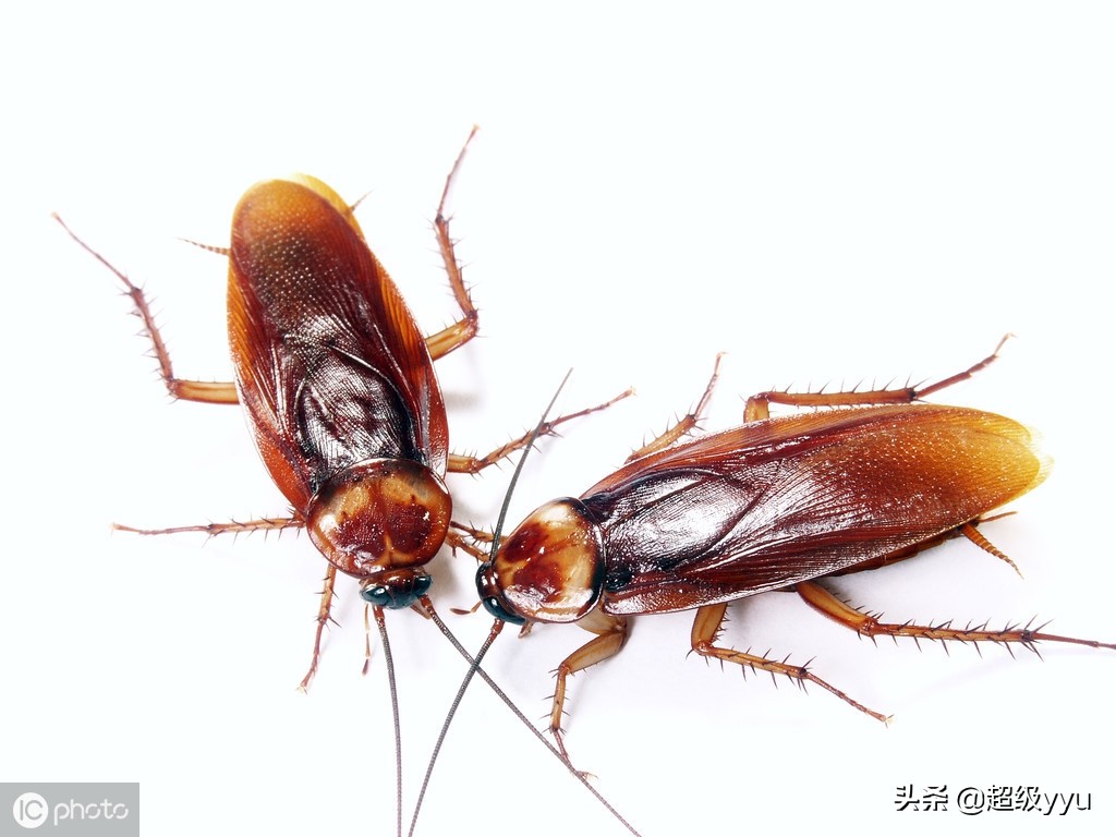 灭蟑螂的小窍门简单有效,如何快速灭蟑螂小窍门家庭