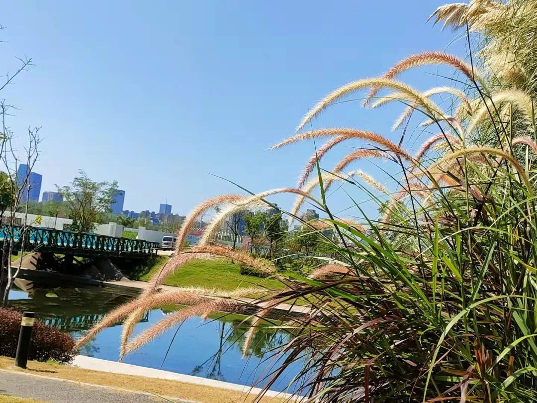 上海观赏草,上海之鱼冬天风景