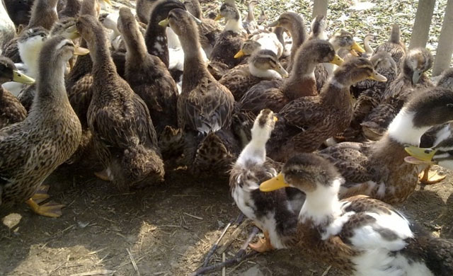 鸭子老是摇头是什么原因,鸭子拉白屎喘气怎么办