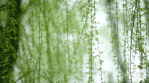 关于春天的古诗词美篇,让人惊艳的春天古诗词