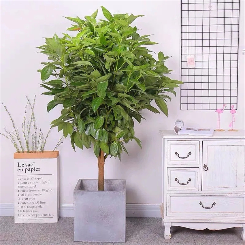 天然加湿器适合种什么绿植,空气加湿器种什么植物好