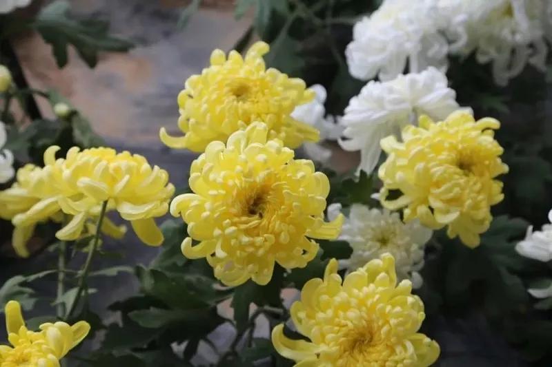 楼观台菊花展,楼观菊花