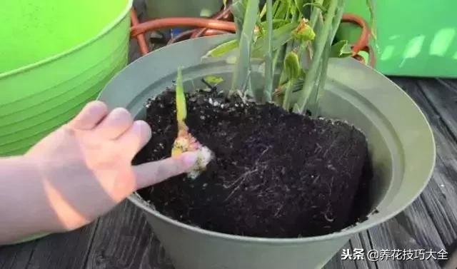 怎样养生姜盆栽,生姜盆栽方法用沙土鸡蛋壳可以吗